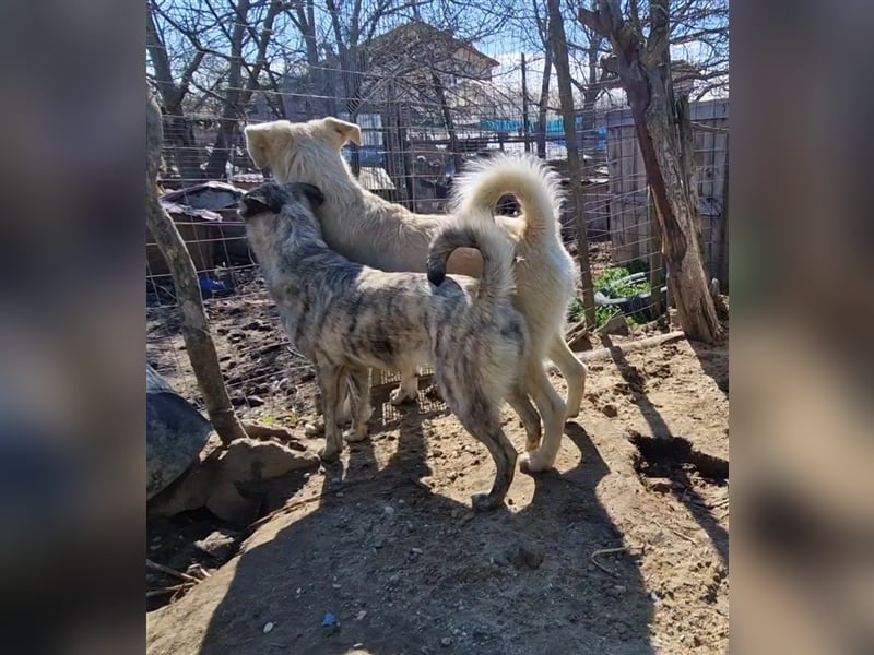 Kuschelmonster Brann