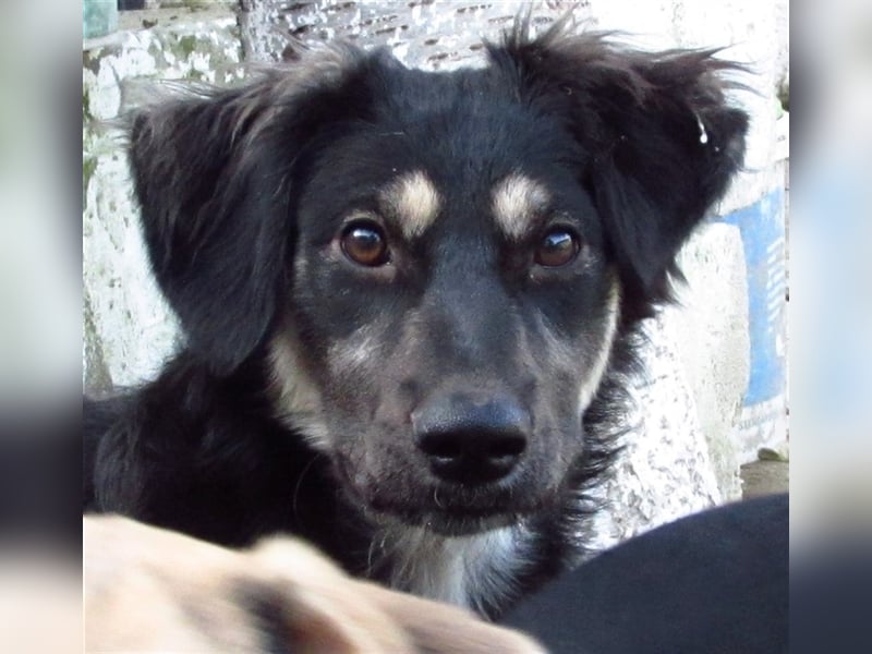 Samba die freundliche Hundedame