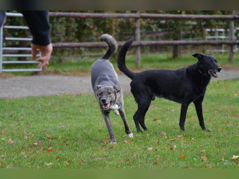 Siri wartet in 21789 Wingst