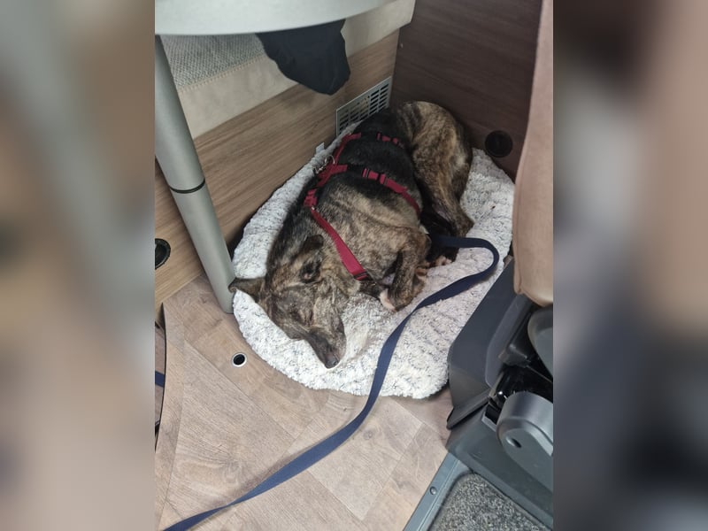 Siri wartet in 21789 Wingst