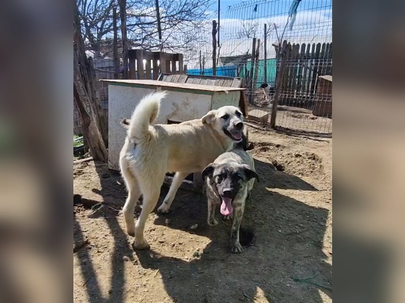 Kuschelmonster Brann