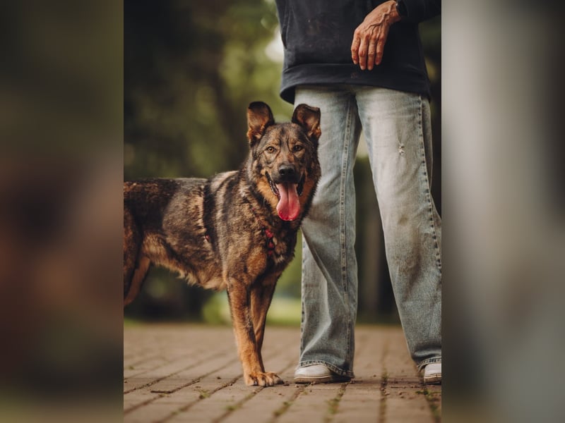 Menschenbezogene ❤️ Kora sucht ein liebevolles Zuhause