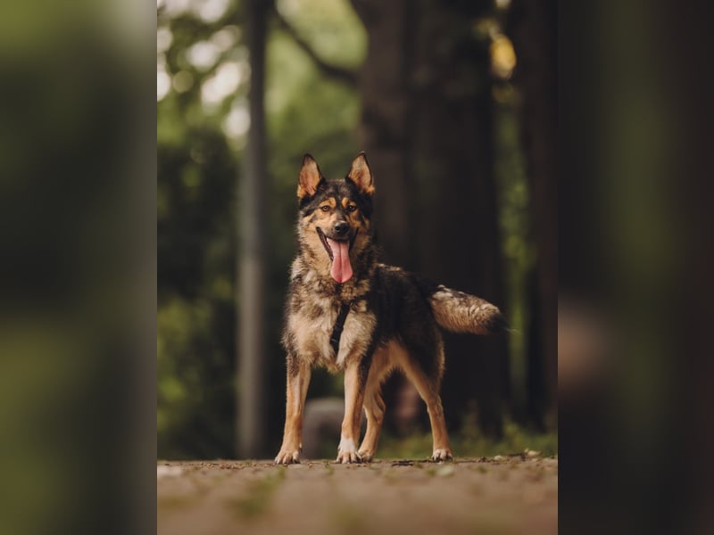 Freundliche und fröhliche Dana ❤️ sucht ihre Familie