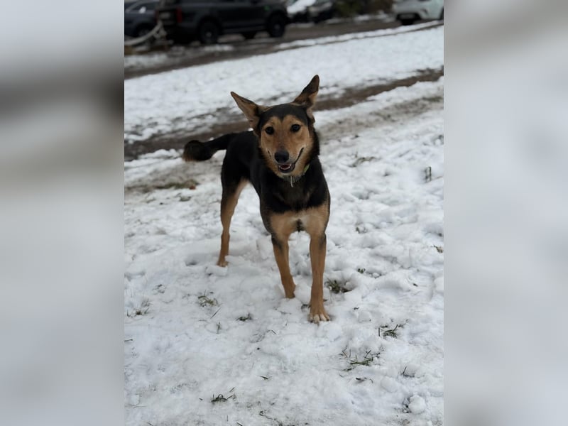 Kerry ❤️ aus dem Tierschutz sucht ihr Glück
