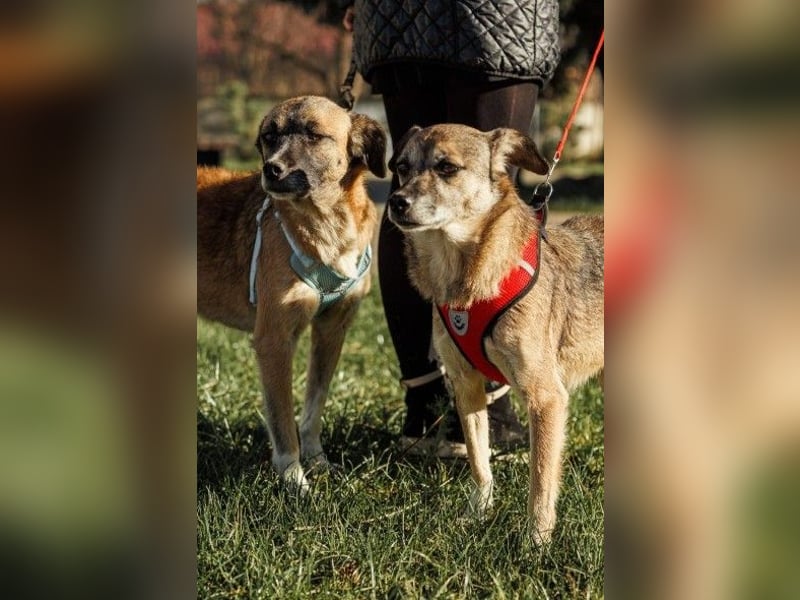 Freundliche neugierige Tierschutzhündin Gina ❤️ sucht Menschen fürs Leben