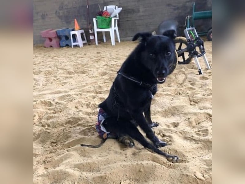 Martha❤️befindet sich derzeit auf einer Pflegestelle in 56291 in Hausbay