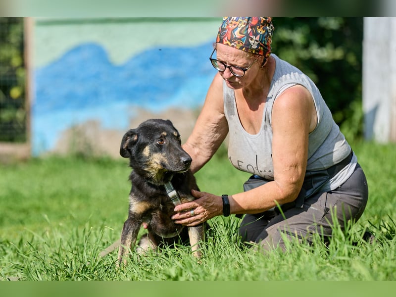 Leo ❤️ Freundlicher junger Rüde sucht liebevolle Menschen