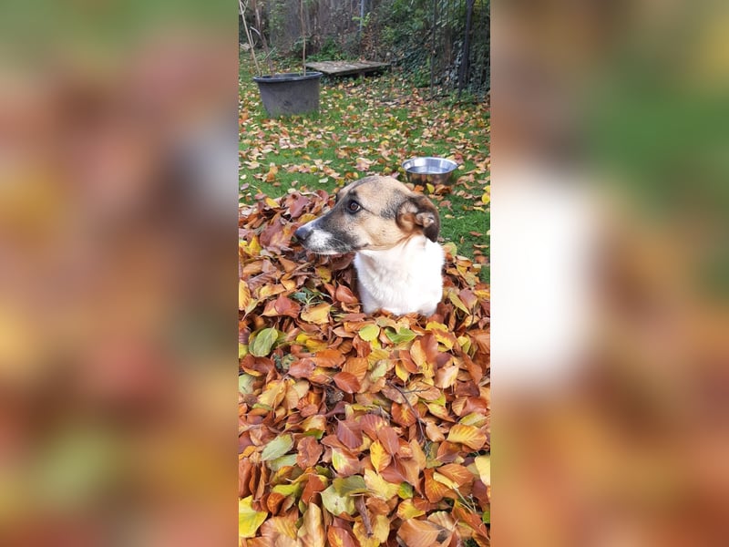 Kenny ❤️ sanfte Handicap-Hündin sucht ein kuscheliges Körbchen