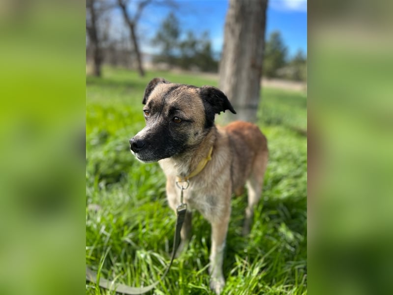 Gina ❤️Liebenswerte Hündin sucht ihr Für-immer-Zuhause