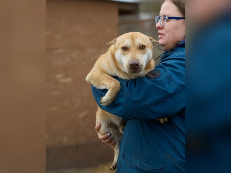 Fabelhafter Simba❤️sucht seine Menschen