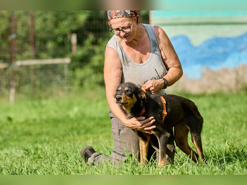 Vesna ❤️ Verschmuste junge Hündin sucht ein liebevolles Zuhause