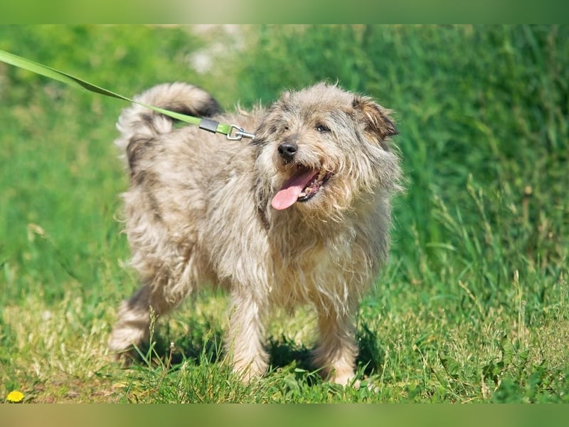 Tobi ❤️ ein lieber Schatz sucht Geborgenheit