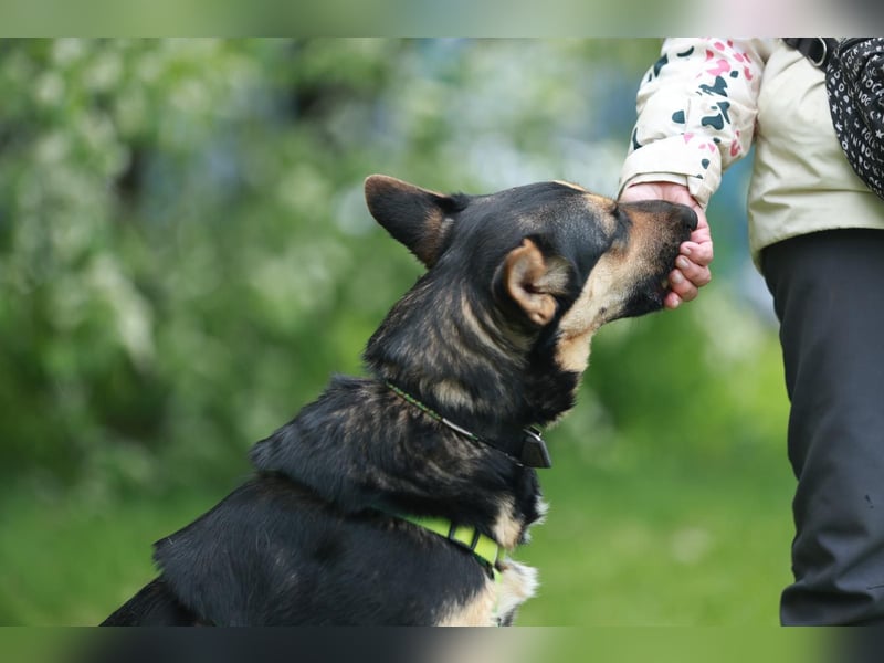 Junge freundliche Hündin Lora ❤️ sucht Familie oder Pflegestelle