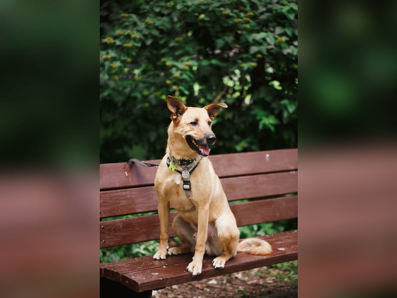 Treuer Aramis ❤️ sucht Orientierung und ein ruhiges Zuhause