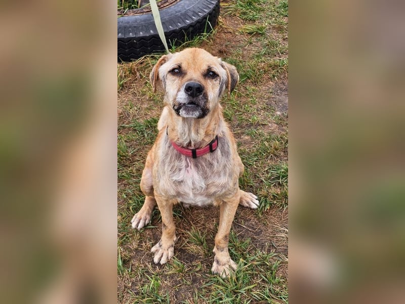 Jack ❤️ Freundlicher Rüde sucht ein liebevolles Zuhause