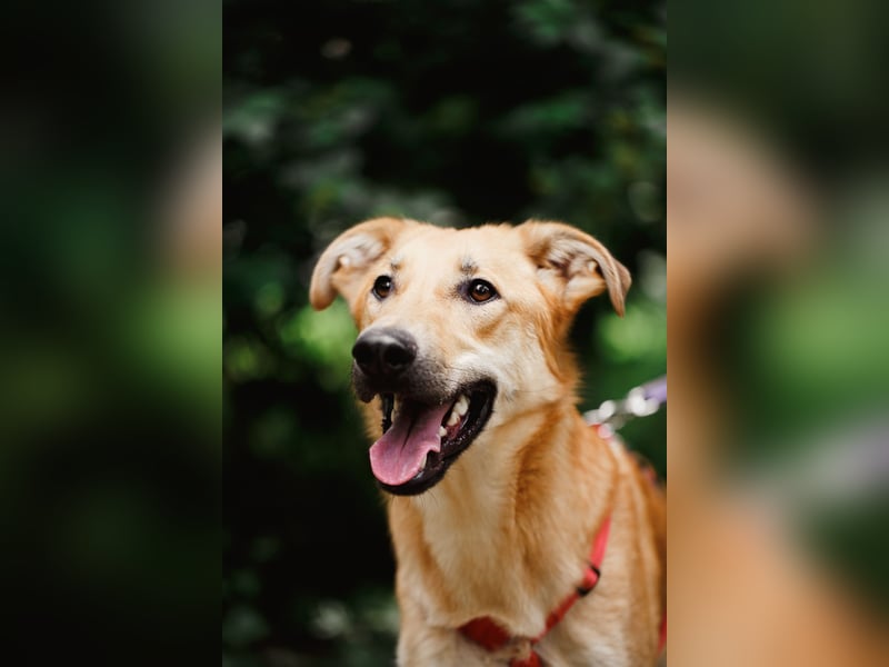 Lernwilliger junger Rüde Fox ❤️ aus dem Tierschutz sucht seine Familie