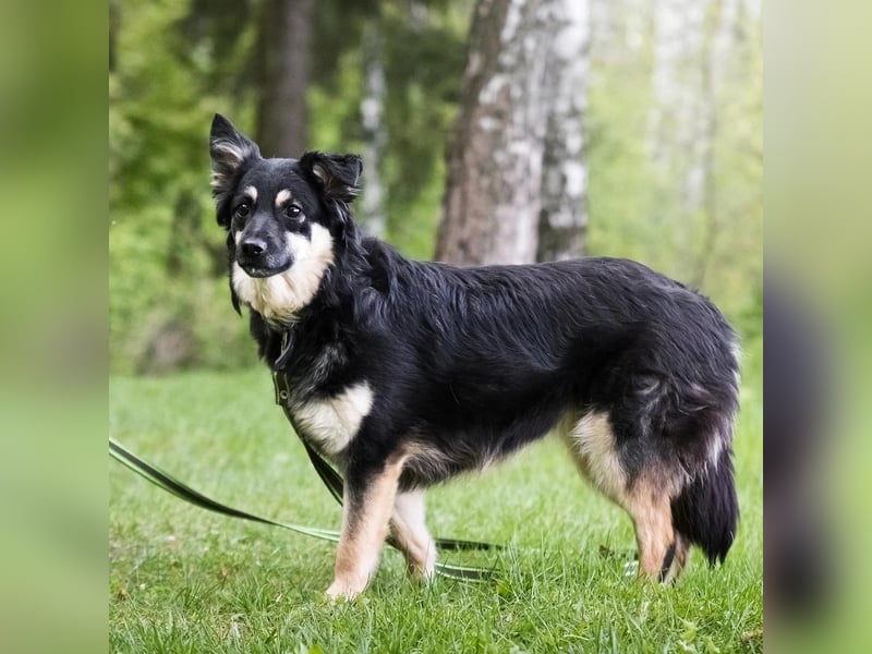Zarte Tierschutzhündin Julia❤️  in 01145 Radebeul sucht Pflege- oder Endstelle