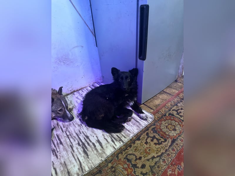 Kleine Tierschutzhündin Asnushka ❤️ sucht liebevolles Zuhause als Zweithund