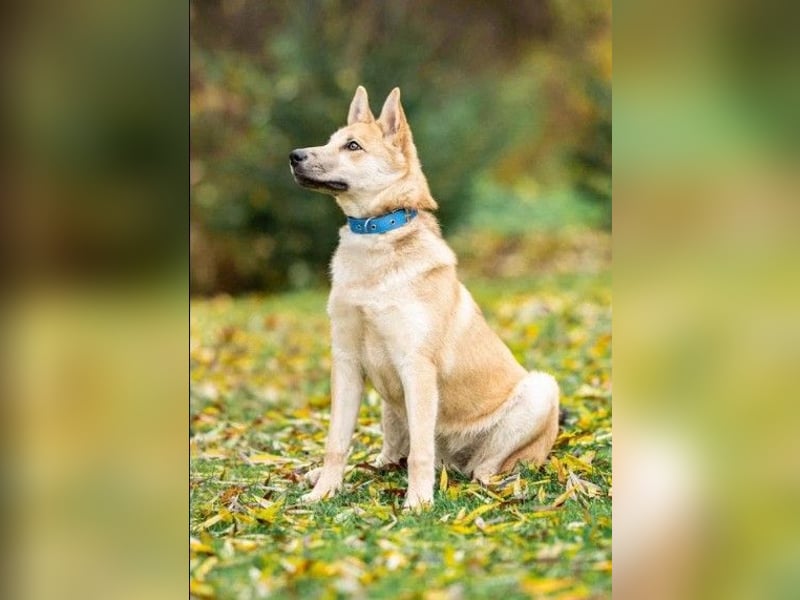 Liebevolle Foxy wartet auf ihren Neuanfang