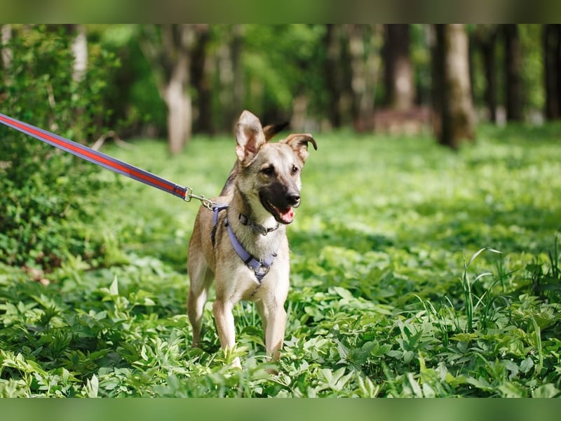 Verspielter Silver ❤️ sucht liebevolles Zuhause