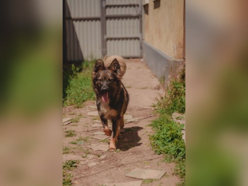 Druzhok ❤️ Kämpferherz sucht sein Zuhause