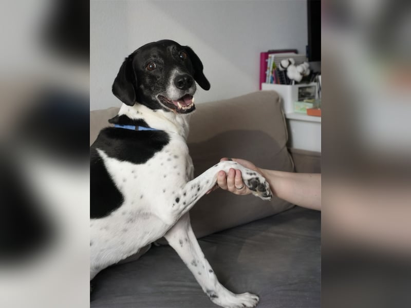 Verschmuster Rüde „Krem“ ❤️ sucht endlich ein verlässliches Zuhause