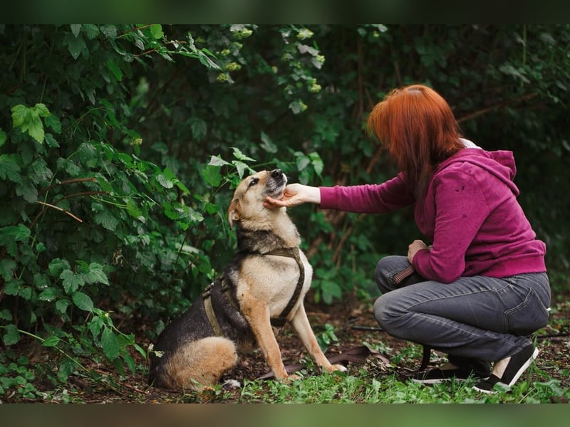 Sehr menschenbezogene Hündin Kuba ❤️ aus dem Tierschutz