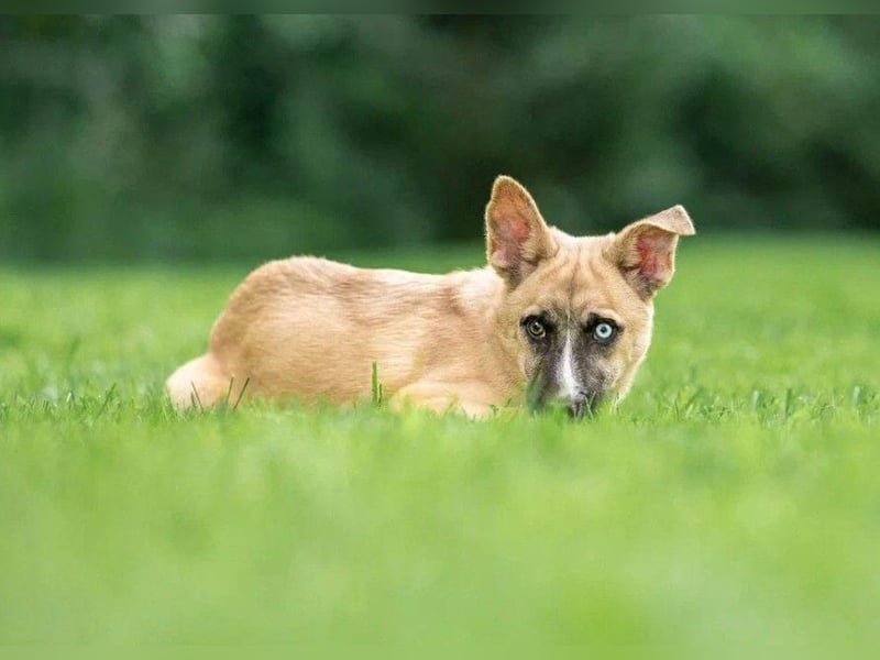 Anouka ❤️ sanftes Herz sucht ihr Glück