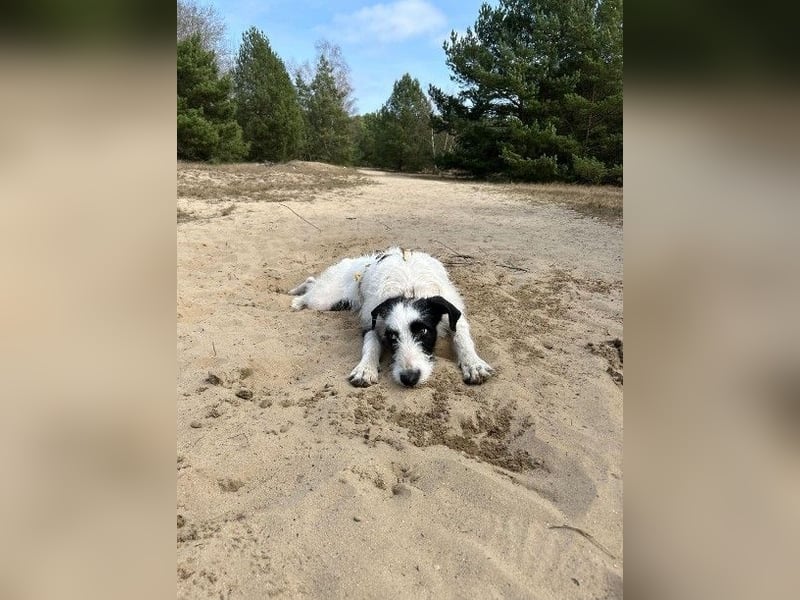 Herzenshund Piet ❤️ wartet auf sein Perfect Match