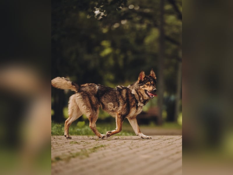 Freundliche und fröhliche Dana ❤️ sucht ihre Familie