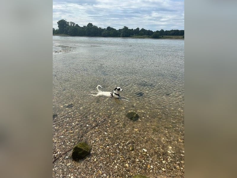 Herzenshund Piet ❤️ wartet auf sein Perfect Match
