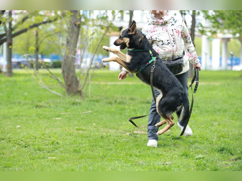 Junge freundliche Hündin Lora ❤️ sucht Familie oder Pflegestelle