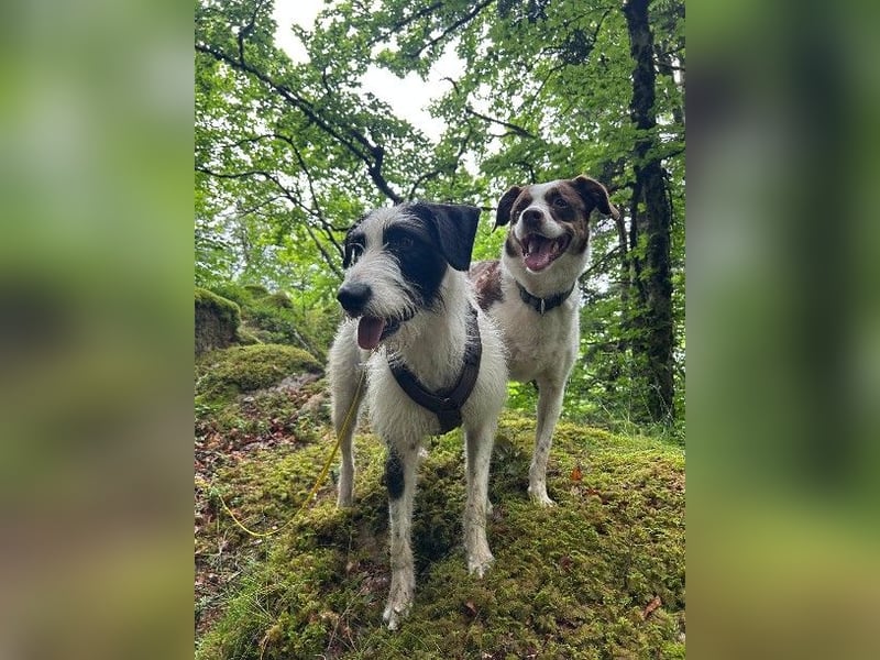 Herzenshund Piet ❤️ wartet auf sein Perfect Match