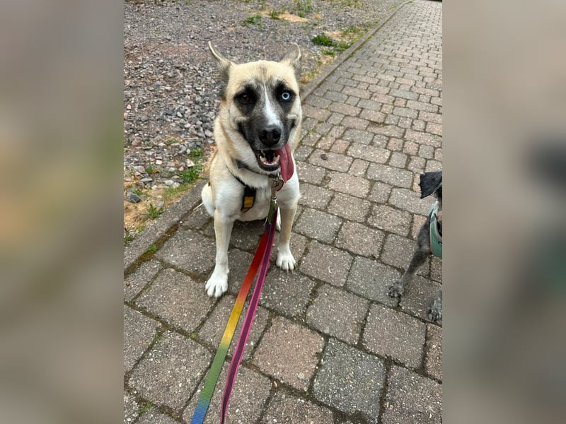 Anouka ❤️ kleines Hundemädchen mit großem Herzen sucht ihre Menschen