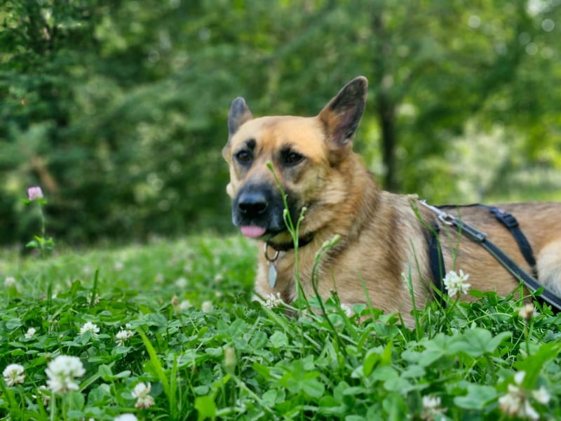 Umgängliche Hündin Knopa ❤️ aus dem Tierschutz sucht Familie fürs Leben