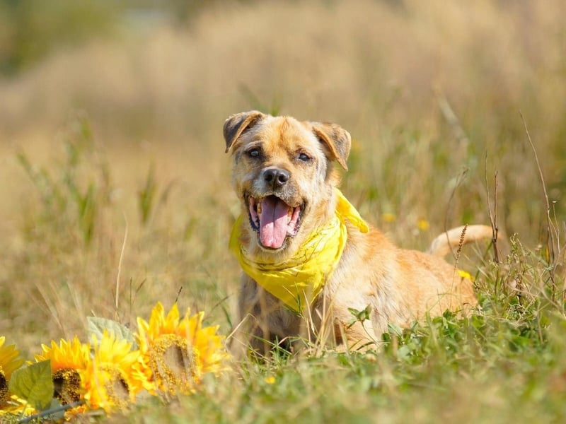 Jack ❤️ sucht sein Für-Immer-Zuhause