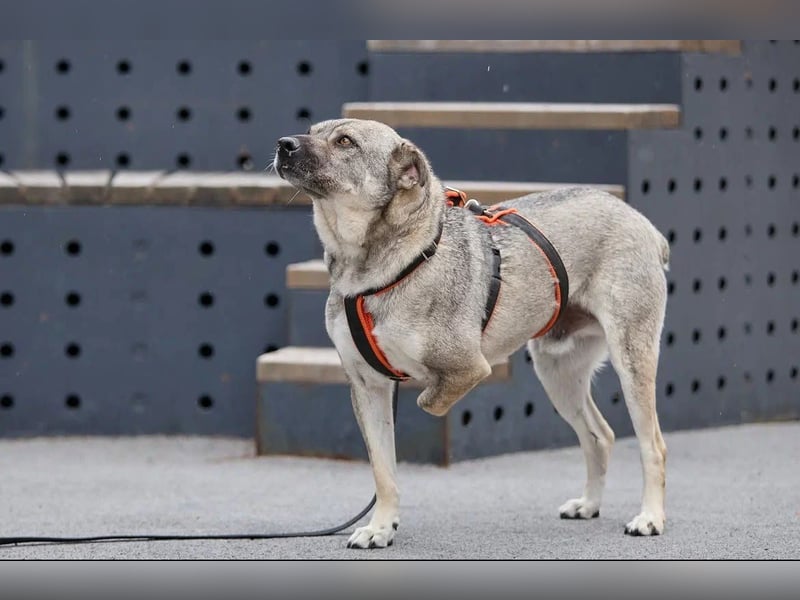 Drive ❤️ ein Kämpfer mit großem Herzen sucht seine Menschen