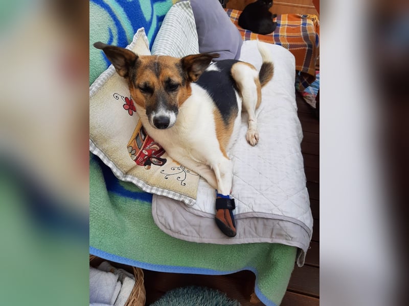 Kenny ❤️ sanfte Handicap-Hündin sucht ein kuscheliges Körbchen