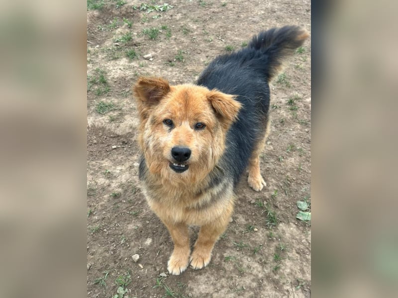 Liebenswerter Pushok ❤️ aus dem Tierschutz sucht sein Glück