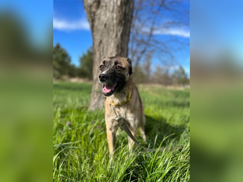 Gina ❤️Liebenswerte Hündin sucht ihr Für-immer-Zuhause