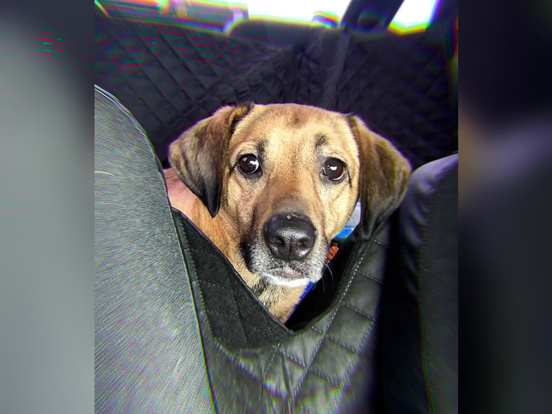 Knopa ❤️ Kämpferin sucht Zuhause