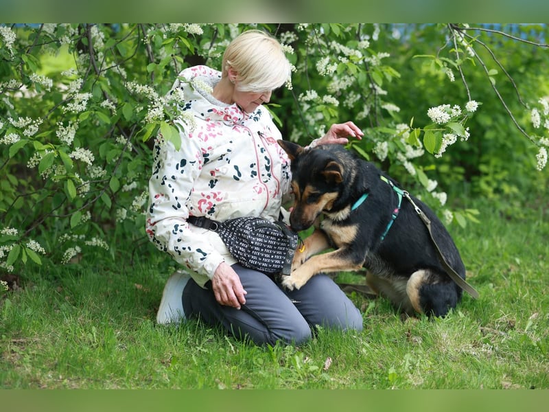 Junge freundliche Hündin Lora ❤️ sucht Familie oder Pflegestelle