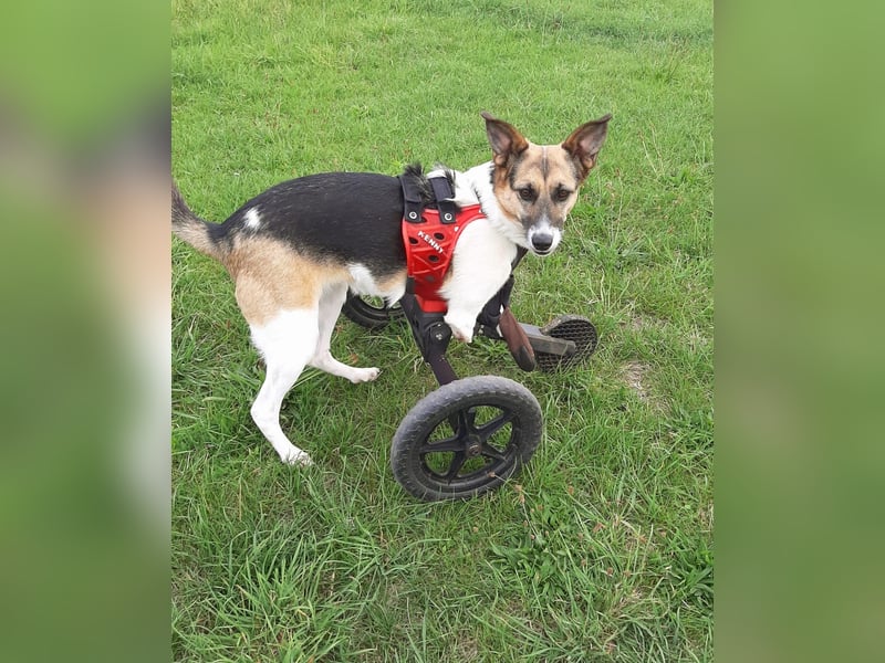 Kenny ❤️ sanfte Handicap-Hündin sucht ein kuscheliges Körbchen