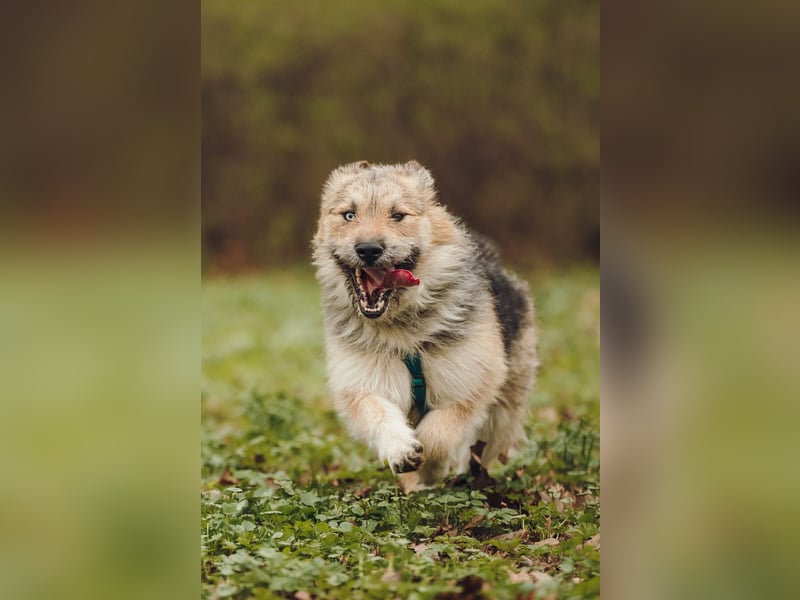 Frohnatur Osya ❤️ möchte ankommen