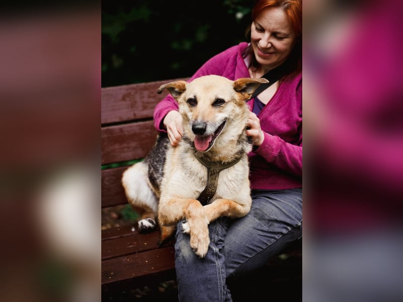 Sehr menschenbezogene Hündin Kuba ❤️ aus dem Tierschutz