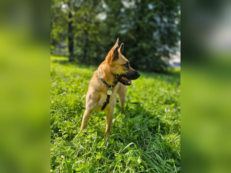 Umgängliche Hündin Knopa ❤️ aus dem Tierschutz sucht Familie fürs Leben