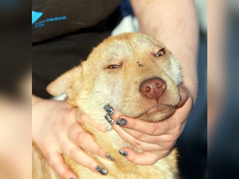 Fabelhafter Simba❤️sucht seine Menschen