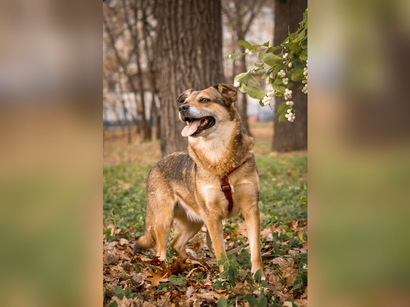 Sensibler Schatz Fanny ❤️sucht verständnisvolles Zuhause