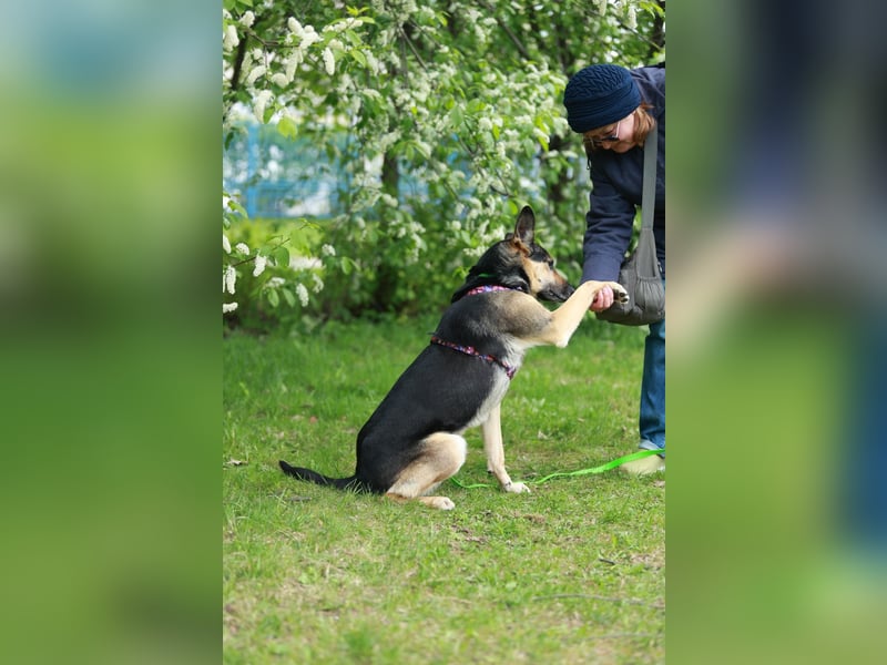 Sensibler Rüde Gavrusha ❤️ sucht ruhiges Zuhause