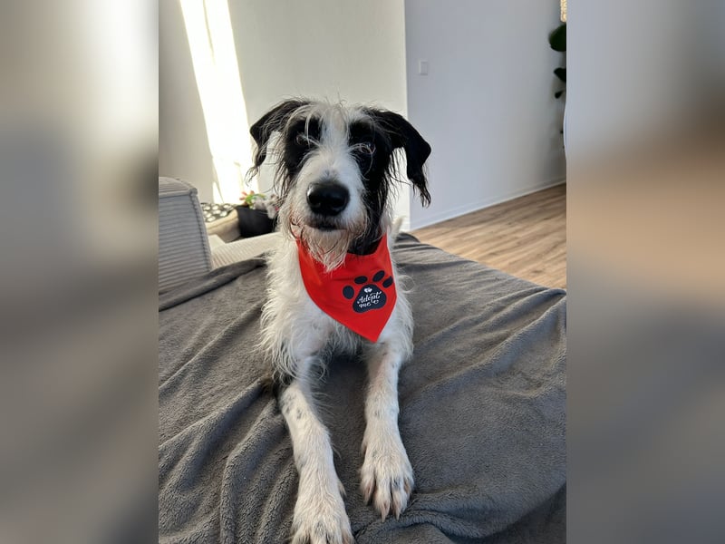 Herzenshund Piet ❤️ wartet auf sein Perfect Match